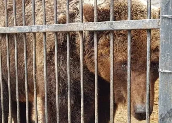 В медвежьем убежище Домажир появилась новая медведица
