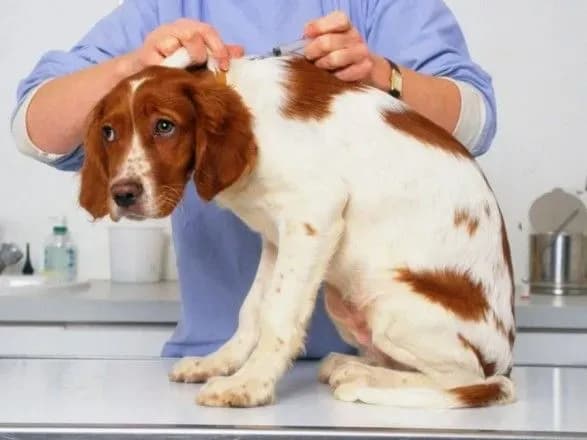 Експерт розповіла, що змусить українців чіпувати тварин