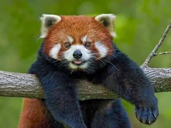 Із зоопарку Франції зникла рідкісна червона панда