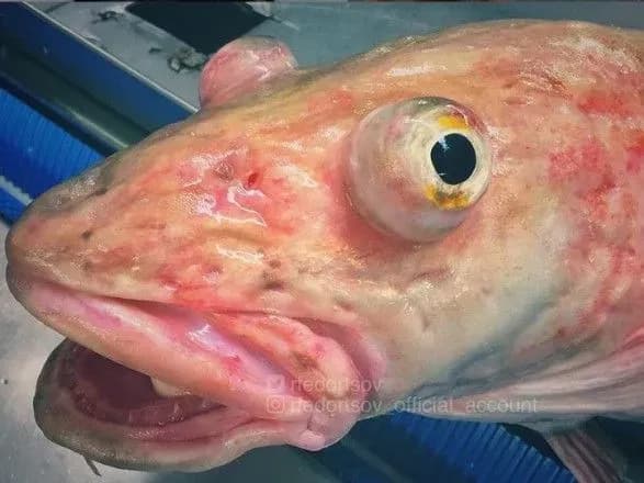 Парад химерних риб: моряк показав мешканців морських глибин