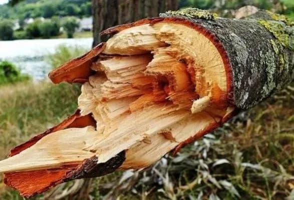 У Вінниці дерево вбило 11-річну дівчинку