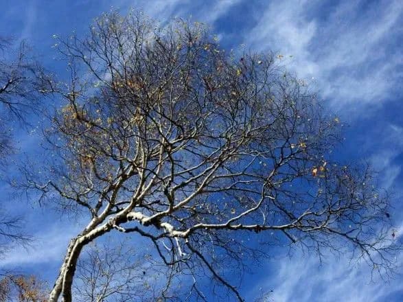 Городские деревья обрезают для их здоровья и роста - "Киевзеленстрой"