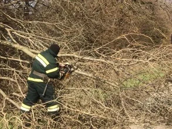 Вітер повалив 160 дерев та пошкодив 310 дахів