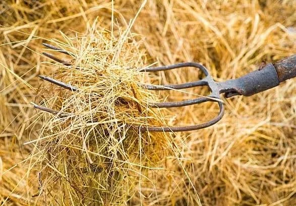 Вбивцю власної бабусі засудили до 7 років