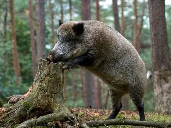Дикий кабан травмував двох жінок посеред вулиці
