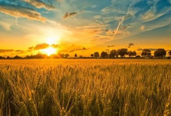 Фермер повернув державі самовільно зайняту ділянку вартістю майже 12 млн грн