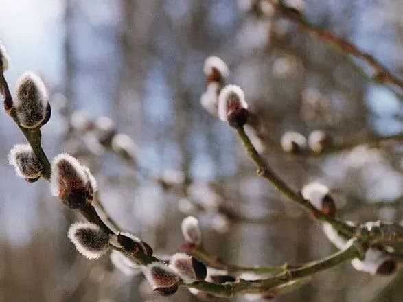 В Україні очікується до 17 градусів тепла