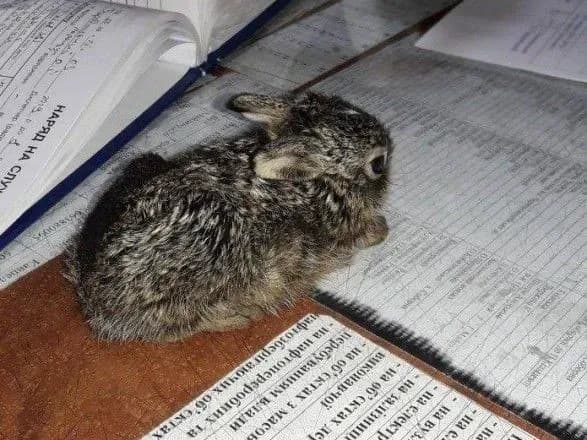 У Чернівецькій області пожежники врятували зайченя