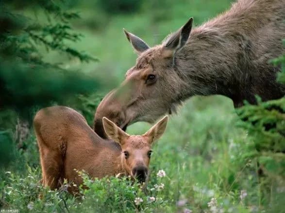 Суд переніс розгляд апеляції щодо занесення лося у Червону книгу