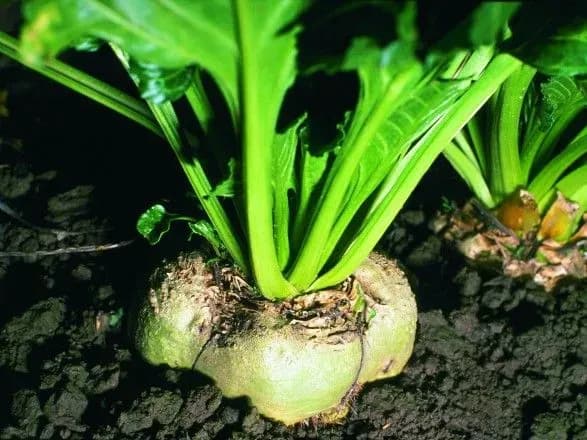 У 2019 році очікується зменшення площі посіву цукрового буряка та соняшника