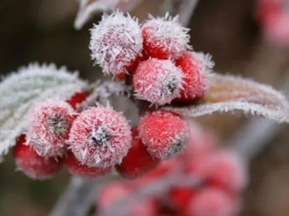 Українців попередили про нічні морози наступного тижня