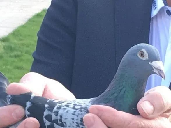 До голуба за 1,25 млн євро приставили цілодобову охорону