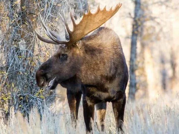 Сьогоді Мінприроди знову спробує повернути лося до Червоної книги