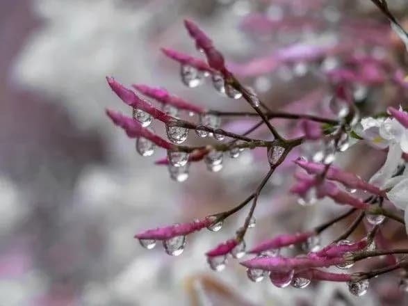 Сьогодні по Україні дощитиме