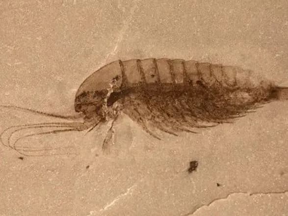 В Китае нашли тысячи неизвестных науке окаменелостей, которым полмиллиарда лет