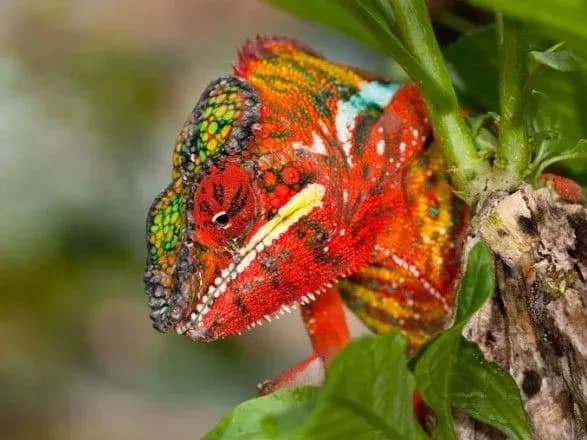 З початку 2018 року в Київському зоопарку народилось 46 тварин