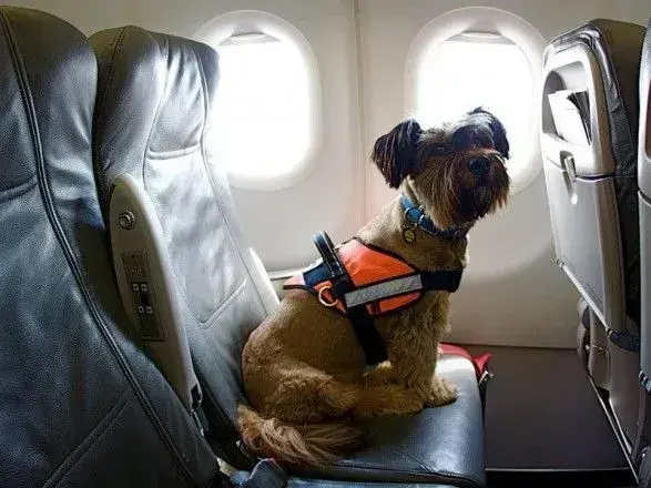 Перевозити домашніх улюбленців до ЄС стане простіше - Держпродспоживслужба