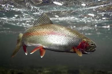 З квітня в Україні стартує нерестова заборона