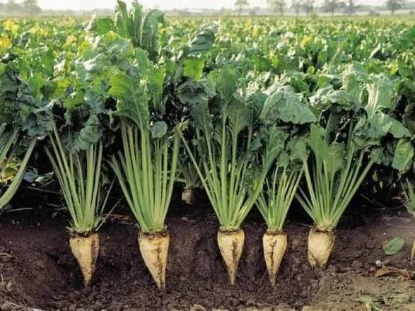 В Україні цукровими буряками засіяно вже 10% посівних площ