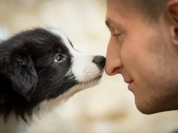 Тварини покращують психологічний мікроклімат людини — медик