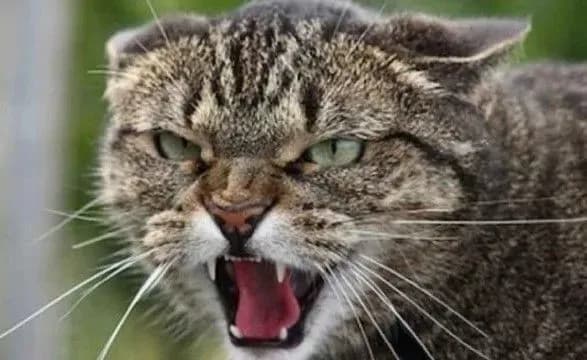 На Львівщині скажений кіт покусав чотирьох людей