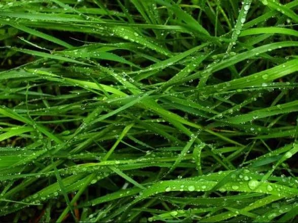 За минулий рік суб’єкти господарювання використали 3,3 тонни фумігантів