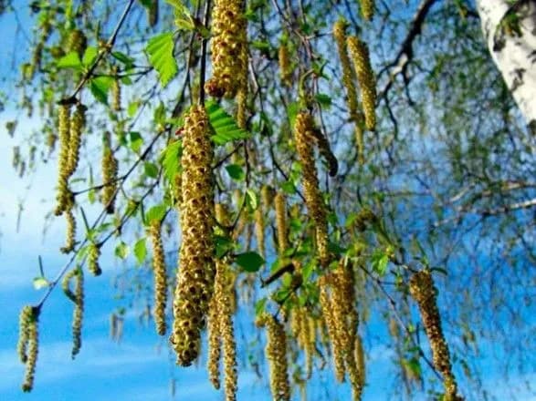 Українців попередили про спалах алергії через цвітіння берези