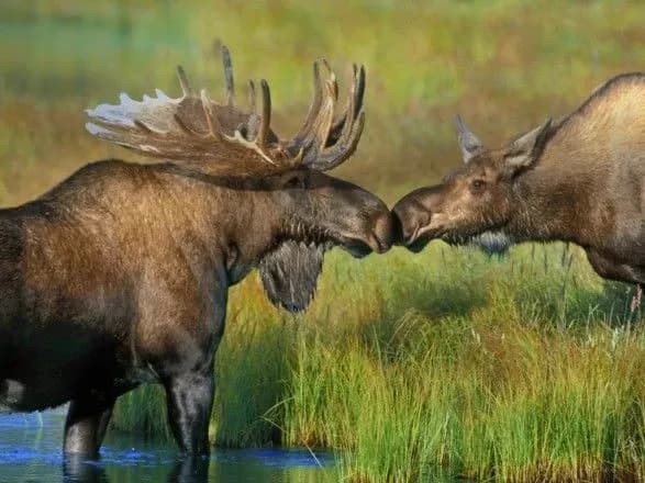 Лось залишиться в Червоній книзі України