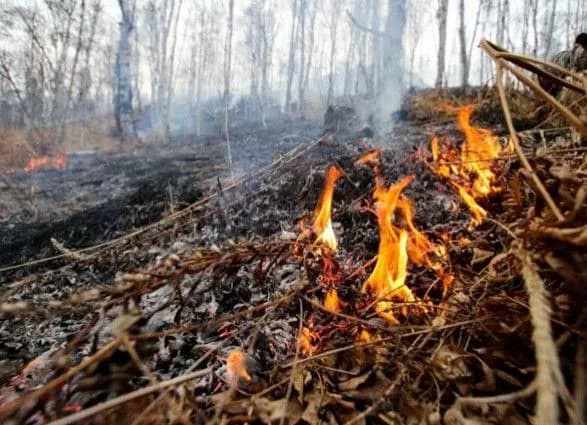 На Буковині горіло кладовище