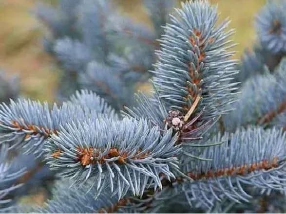 У парку Пущі-Водиці висадили 200 вікових хвойних дерев