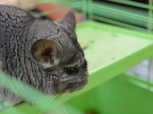 З еколого-натуралістичного центру у Львові викрали тварин