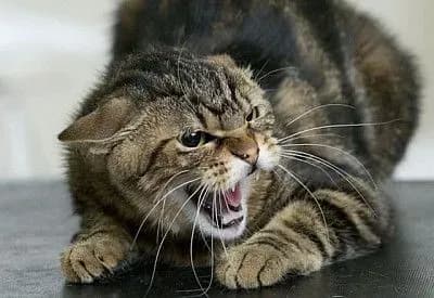 У Криму зафіксували 16 випадків сказу тварин