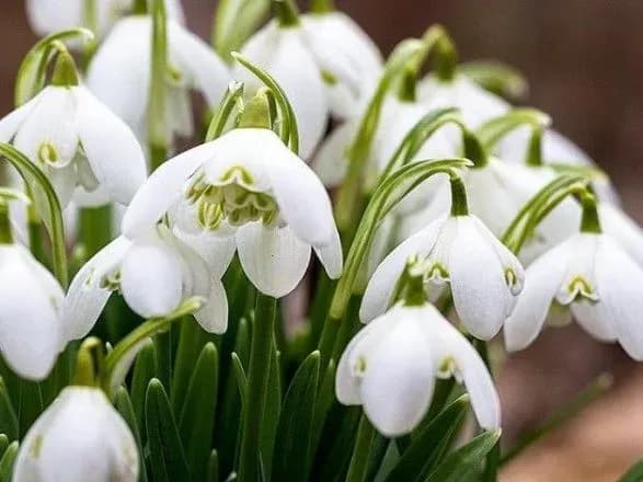 Торік в Україні в рамках операції "Первоцвіт" було передано до суду 276 протоколів