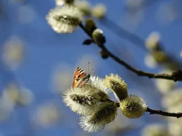 Синоптики скасували повідомлення про штормове попередження у Києві