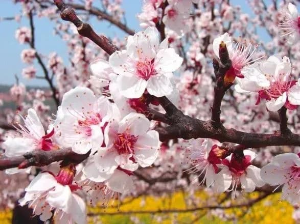 Синоптики спрогнозували, коли в Харківській області зацвіте абрикос