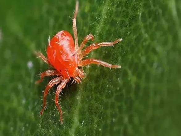Зелені зони у Києві оброблятимуть проти кліщів лише у разі необхідності