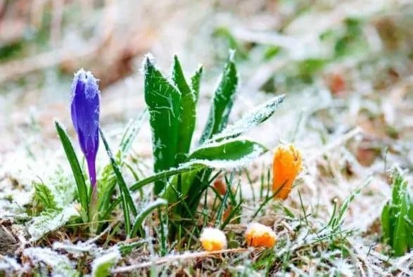 Заморозки продовжаться до кінця тижня - синоптики