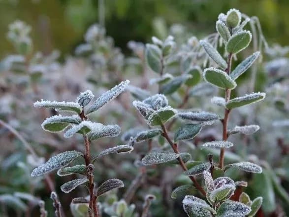 Українців знову попереджають про заморозки