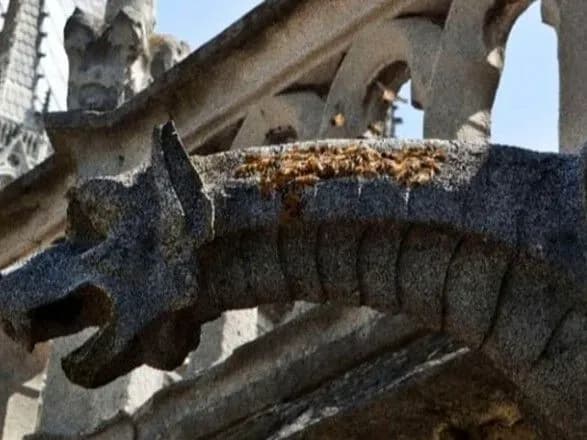 Пчелы, жившие в Нотр-Даме, выжили во время пожара
