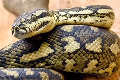 У Києві протягом 10 годин шукали пітона-втікача