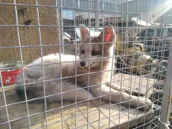 В пункте приема металлолома в Киеве нашли степного лисенка