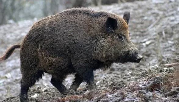 АЧС вразила Кіровоградську область