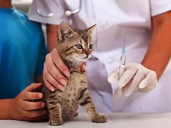 Цього року в Україні проти сказу щеплено понад 700 тисяч тварин