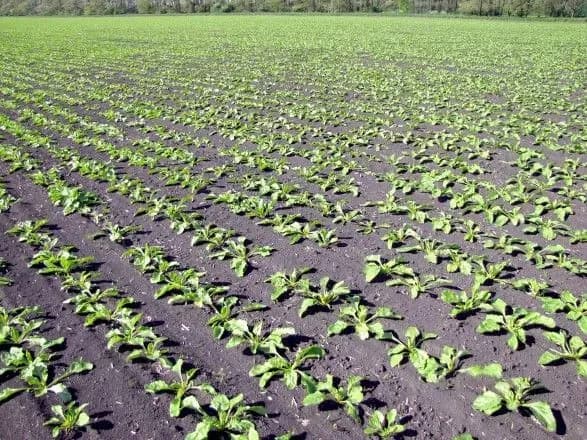 В Украине ожидается сокращение площадей посева сахарной свеклы на 25%