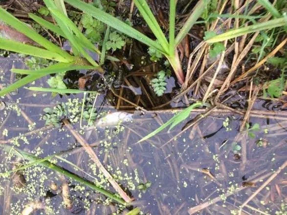 У річці на Житомирщині знову помітили масову загибель риби