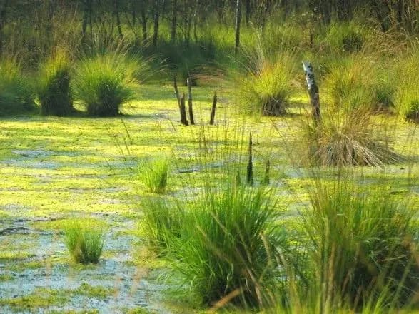 На Дніпропетровщині діти застрягли посеред болота