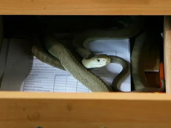 Ежедневно примерно 380 человек умирают от укусов ядовитых змей - ВОЗ