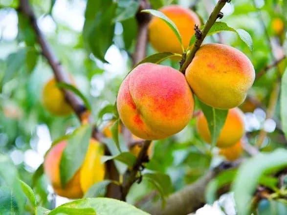 Запад и север Украины рискуют остаться без урожая косточковых