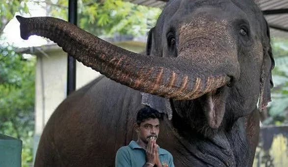 Таиланд отменил запрет на экспорт слонов