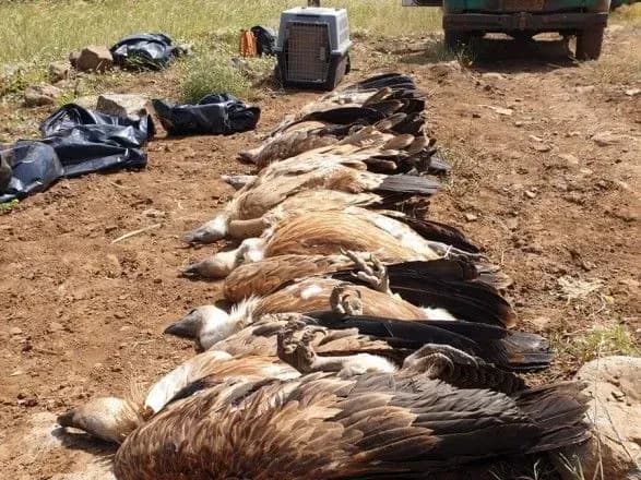 На Голанських висотах отруїли половину популяції білоголових сипів